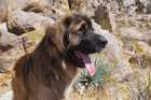 Leonbergers enjoying the high desert Art Print
